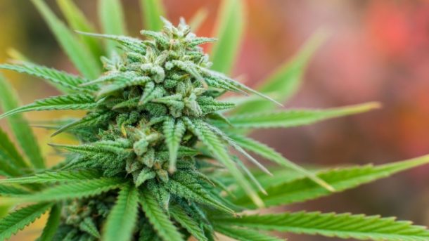 The Budding Benefits: Exploring the World of Marijuana