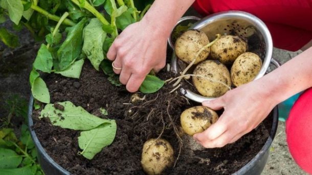 The Ultimate Guide to Perfect Potato Planting