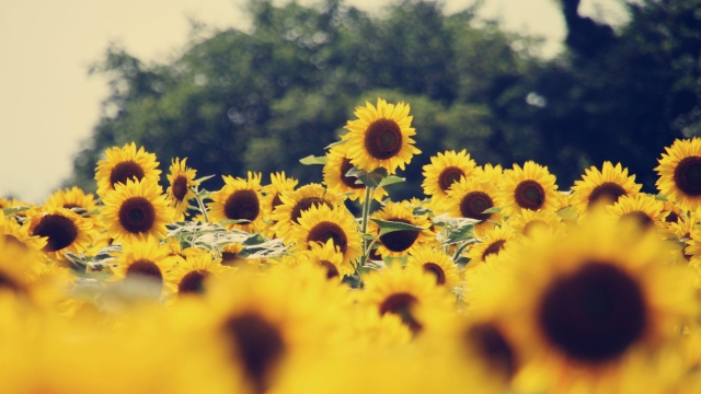 Healthy Garden Hacks: Outsmarting Cabbage Worms & Maximizing Sunflower Harvest