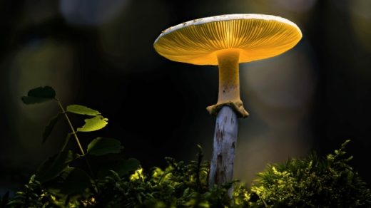 Fungi Fun: The Art of Mushroom Cultivation