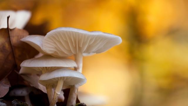 The Fungal Frontier: Unveiling the Secrets of Mushroom Cultivation