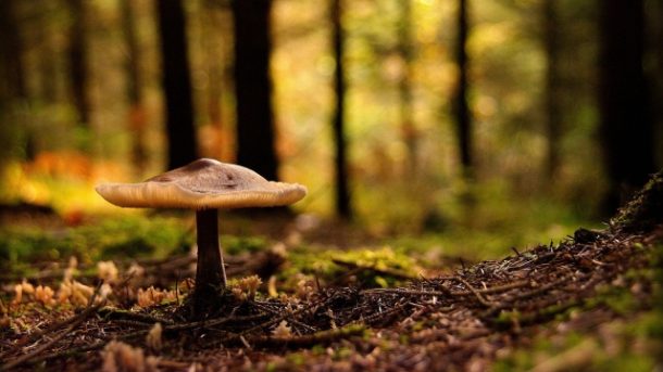 The Fungi Frontier: Unleashing Your Green Thumb with Mushroom Growing