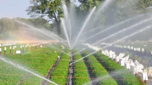 Sprinkler Maintenance: Your Key to a Flourishing Garden