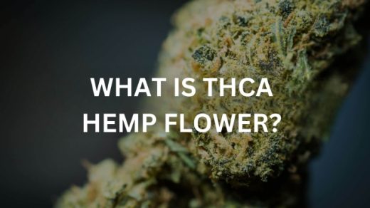 The Blooming Potential: Exploring THCA Flower Power