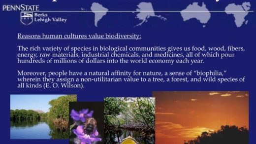 The Symphony of Biodiversity: Harmony in the Ecological Realm