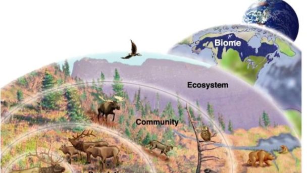 The Symphony of Life: Exploring the Dance of Ecology and Biodiversity