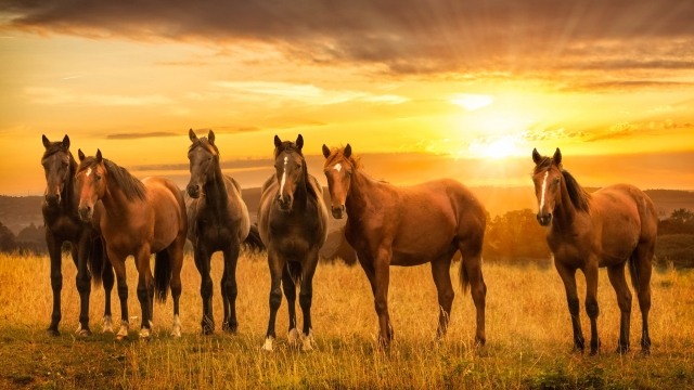 Elevate Your Equine: A Complete Guide to Horse Supplements and Vitamins