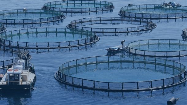 Revolutionizing Our Waters: The Future of Aquaculture Technology