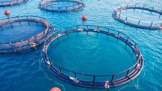 Revolutionizing the Waves: The Future of Aquaculture Technology